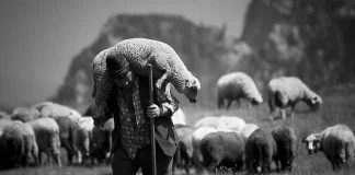 O poveste cu oi și ciobani