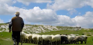 O poveste cu oi și ciobani